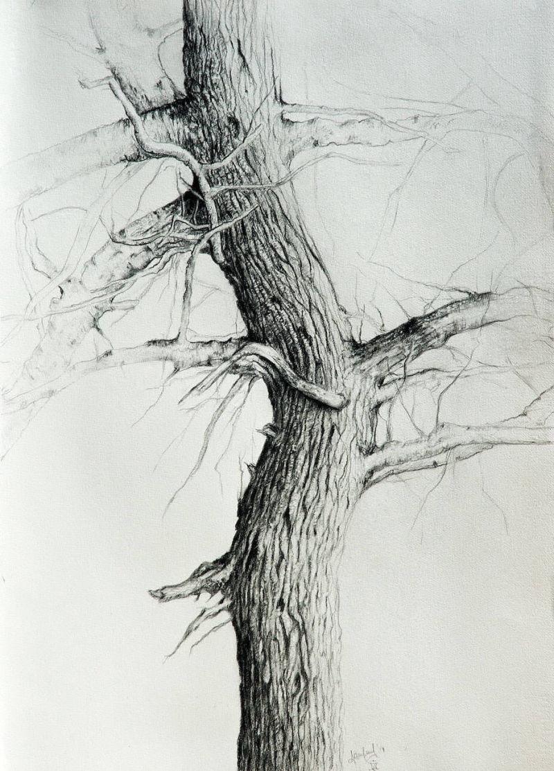 Dry tree | Graphite and Carbon on paper | Al Mazzaglia Art